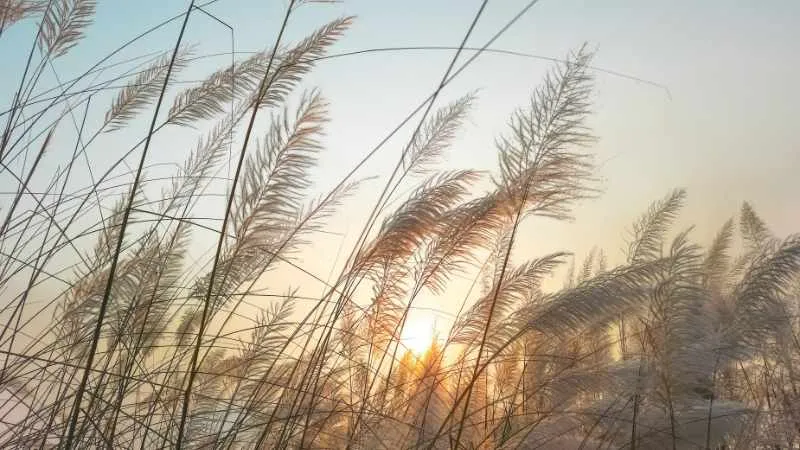 Pampas grass plumes silhouetted against a hazy sunrise sky