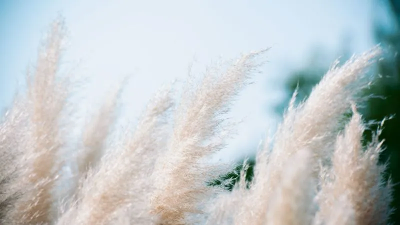 Pale pampas grass plumes swaying against a soft blue sky