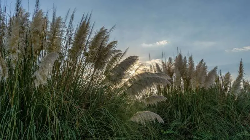 Tall pampas grass plumes silhouetted against a golden sunset sky