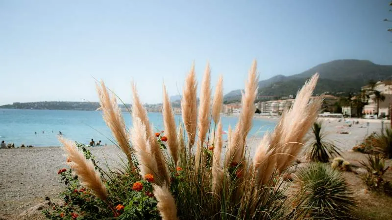 Pampas grass plumes growing near a coastal beach with mountains in the background