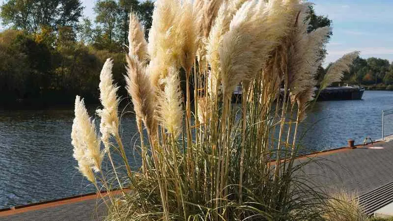 Tall pampas grass plumes growing beside a river with a boat in the background