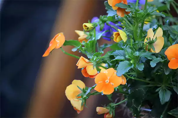 Pansies
