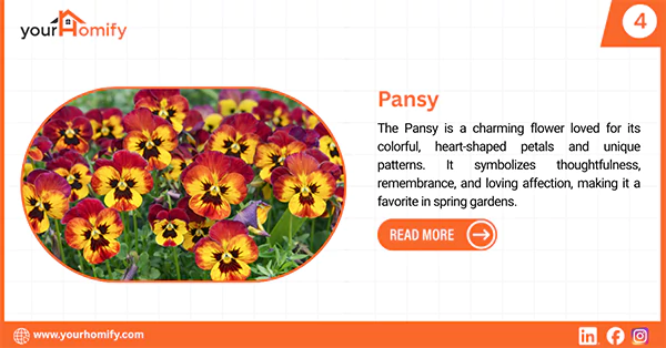 Pansy