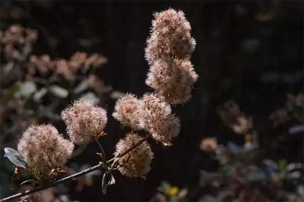 Paper Bush