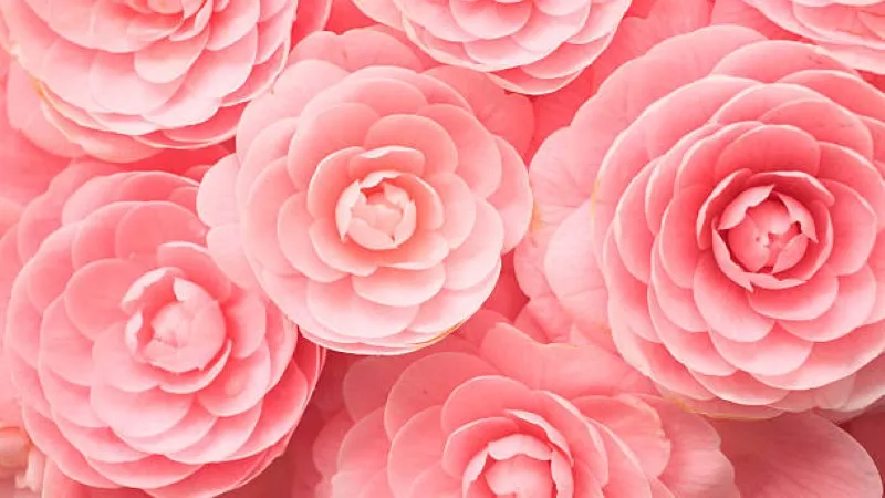 Cluster of pink camellia flowers in full bloom