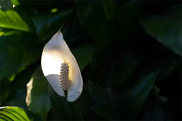 Peace Lily