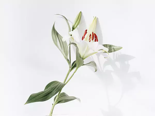 Peace Lily