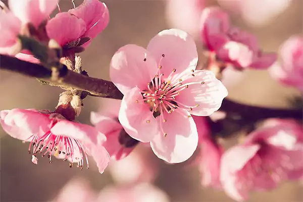 Peach Blossom