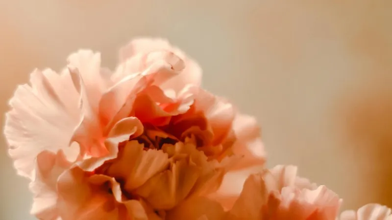 Two peach-toned Carnation flower blooms photographed in warm soft light.