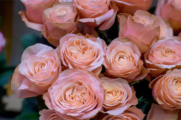 Peach rose