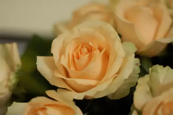 Peach roses