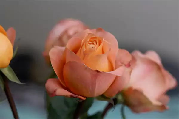 Peach rosess