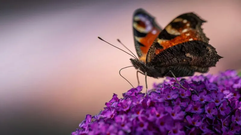 Butterfly perched Butterfly Bush flower during evening light.