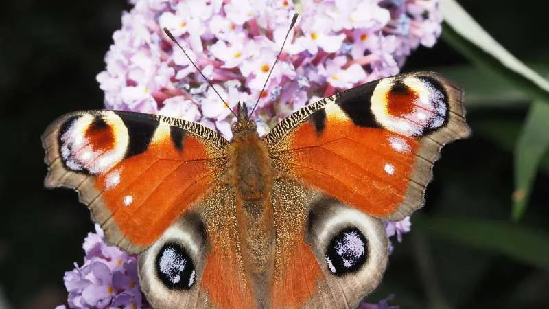 Peacock perched Butterfly Bush flower displaying beauty.