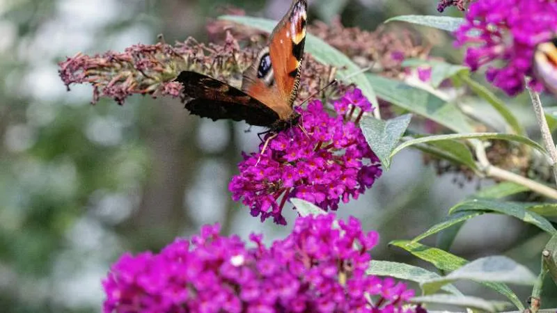 Peacock collecting Butterfly Bush flower nectar from clusters.