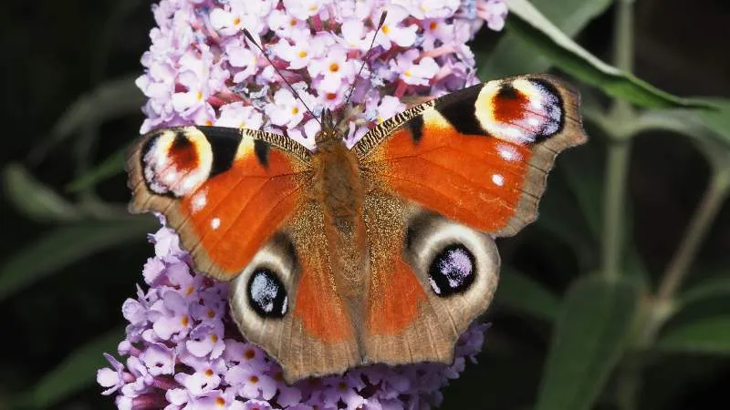 Peacock resting Butterfly Bush flower among colorful blooms.