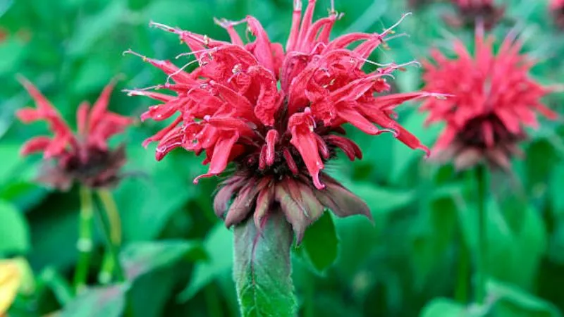 Peak blooming Bee Balm flower at the flowering stage.