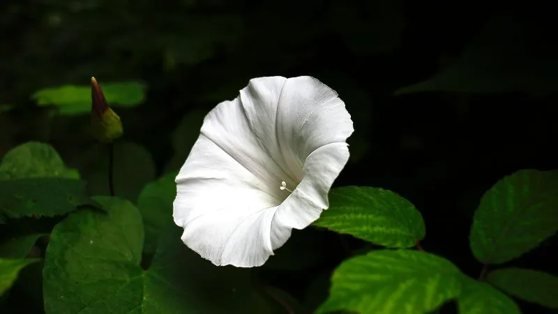 Fully open Bindweed flower blooming beautifully on the vine.