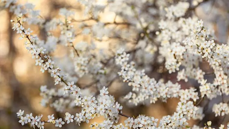 Fully Opened Blackthorn flower blooming across thorny branches.