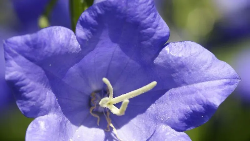 Full Bloom Bluebell flower opening during the flowering season.