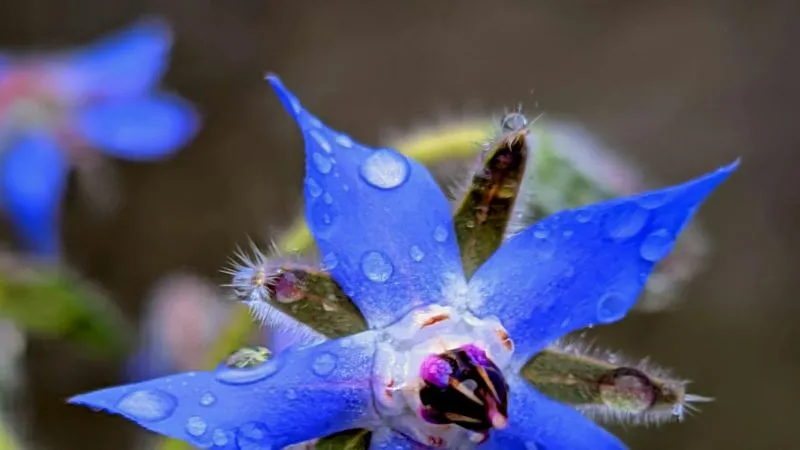 Fully Opened Borage flower blooming on the plant.