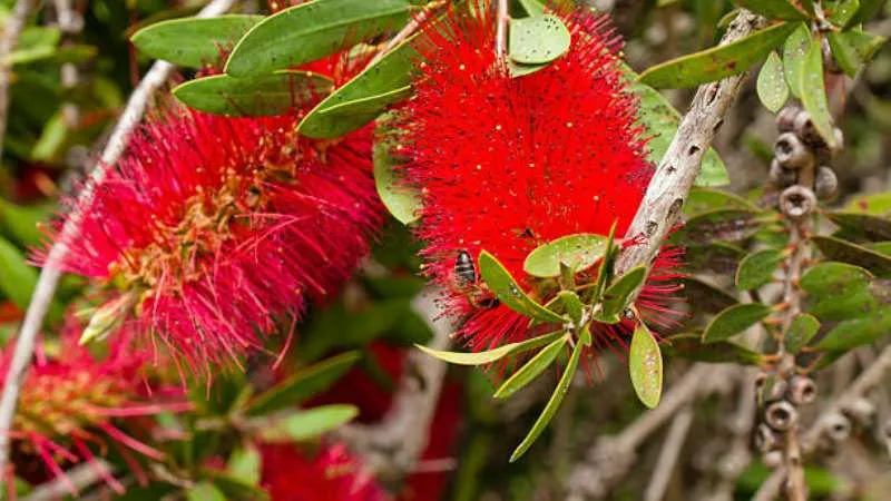 Fully Opened Bottle Brush flower blooming on the plant.