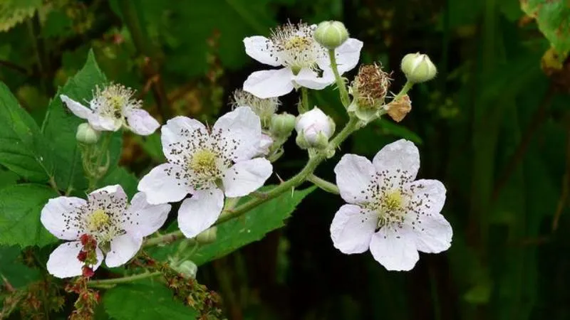 Fully Opened Bramble flower blooming beautifully on the plant.