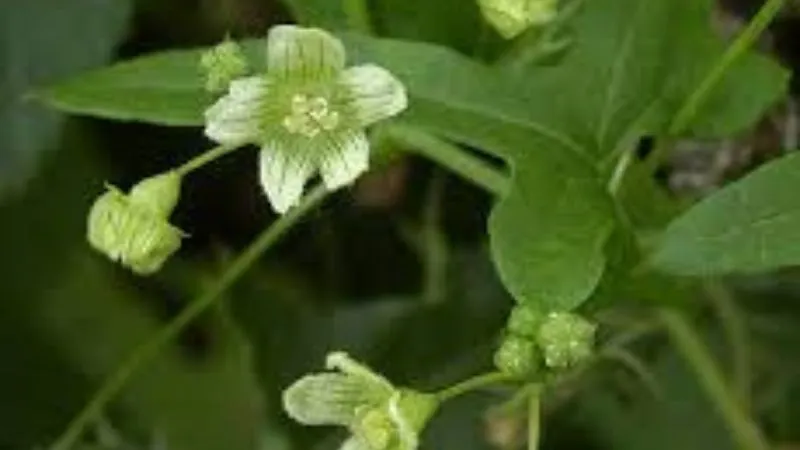 Fully Opened Bryony flower blooming during flowering season.