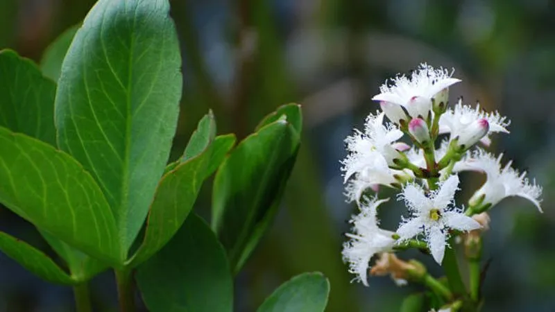 Fully Opened Buckbean flower blooming during the flowering season.
