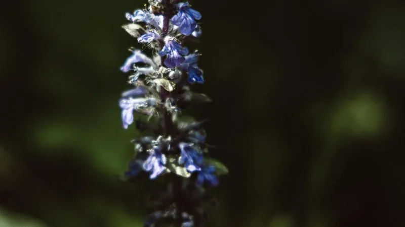 Fully Opened Bugleweed flower blooming on flowering stems.