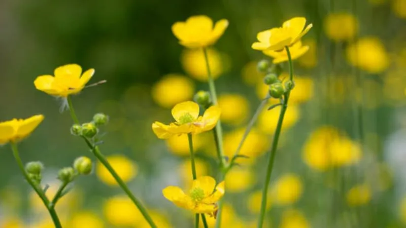 Peak Bloom Buttercup flower reaching full flowering stage.