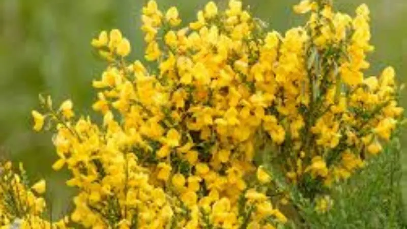 Fully Opened Prickly Broom flower blooming on the shrub.