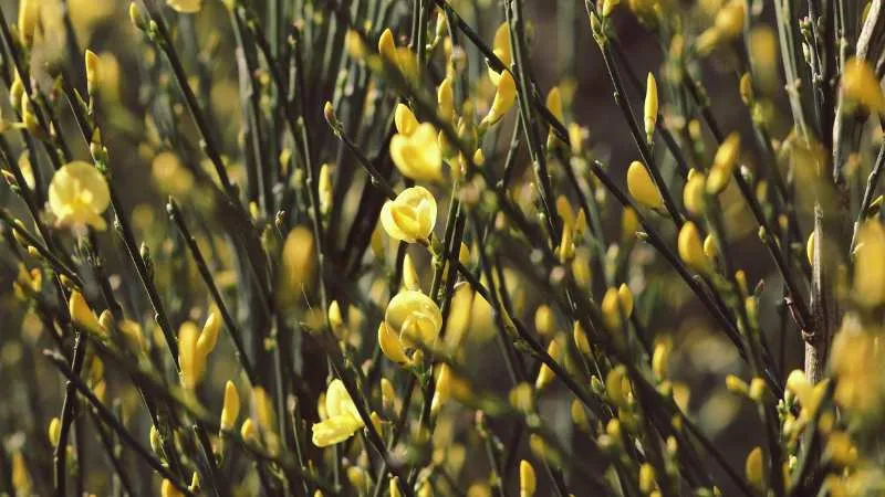Fully Opened Spanish Broom flower blooming on the shrub.