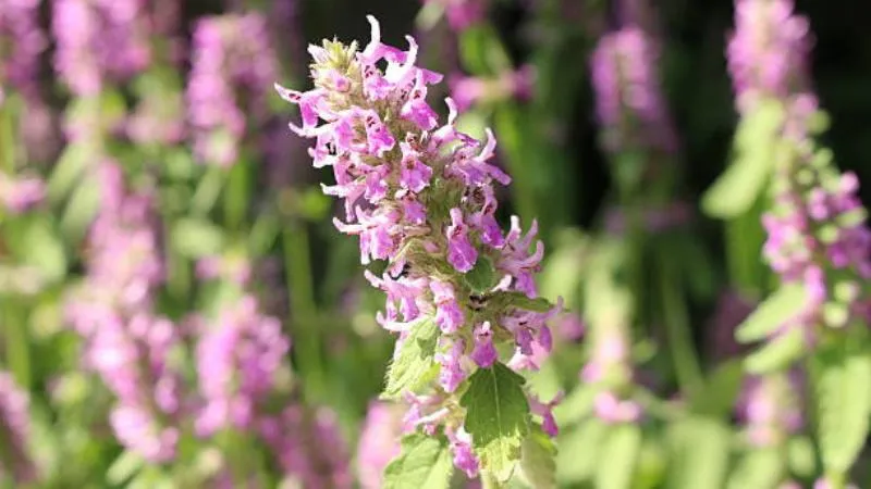 Peak bloom Betony flower displaying vibrant blossoms.