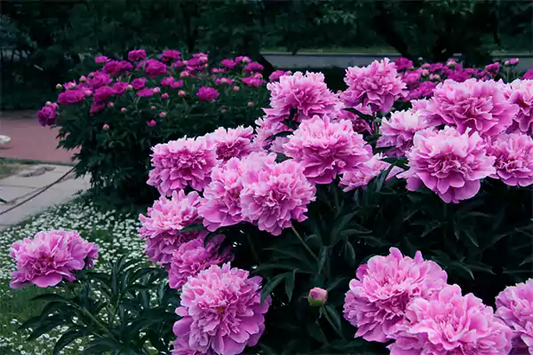 Peonies