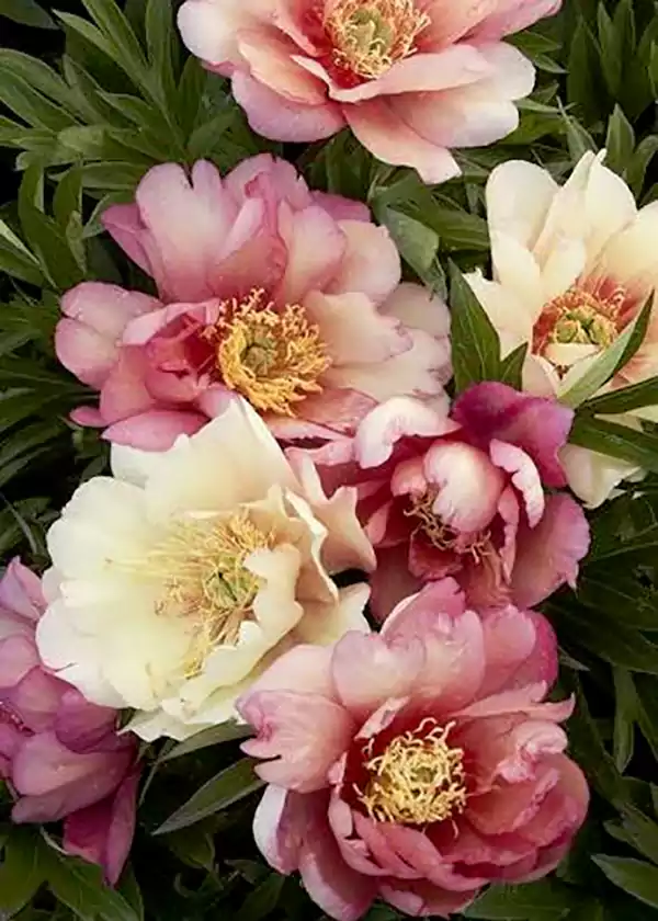 Peony