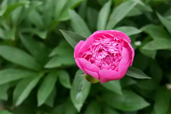 Peony