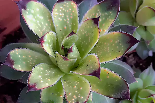 Pest infestation on succulent leaves