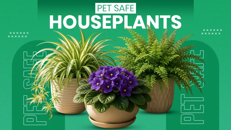 Pet Safe Houseplants