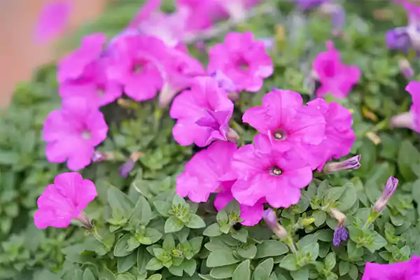 Petunia