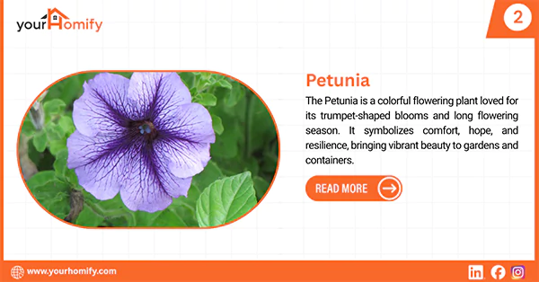 Petunia