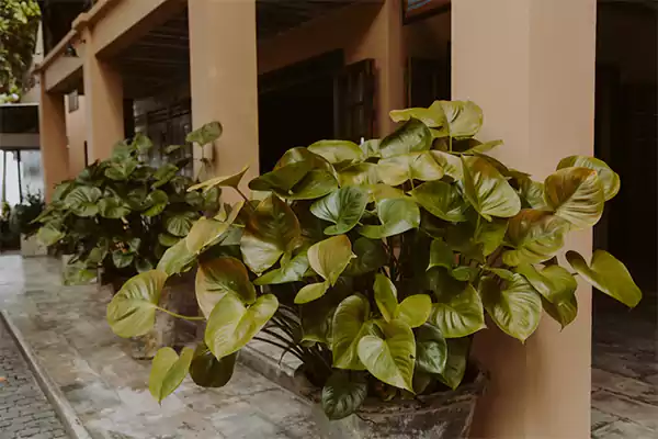 Philodendron