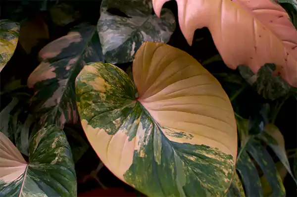 Philodendron