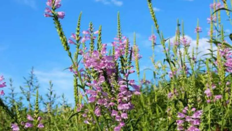 Tall purple obedient plant flowers spikes against blue sky