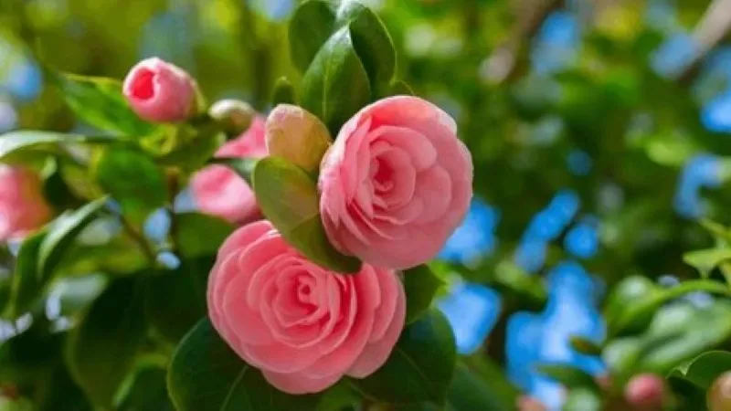 Pink camellia flowers blooming with an unopened bud