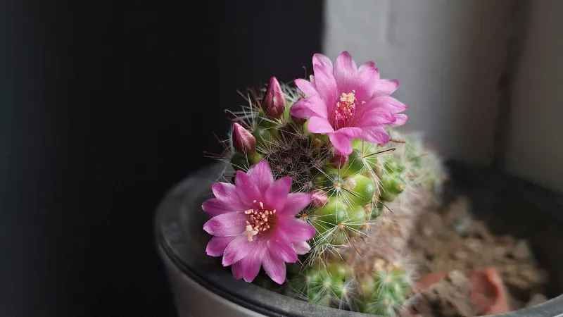 New Buds Cactus flower growing alongside pink blossoms.