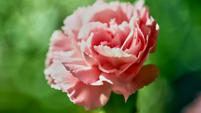 Pink Carnation flower with white-edged petals against a soft green background.