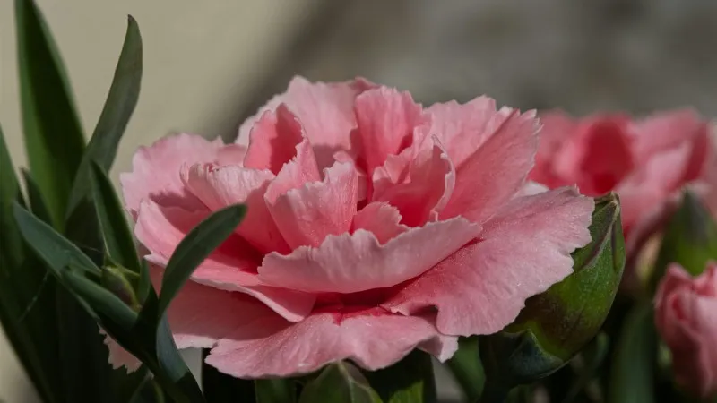Pink Carnation flower with ruffled petals framed beautifully by green leaves.