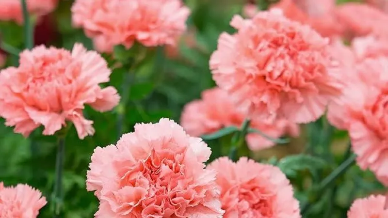 Cluster of ruffled pink Carnation flower blooms growing on green stems outdoors.