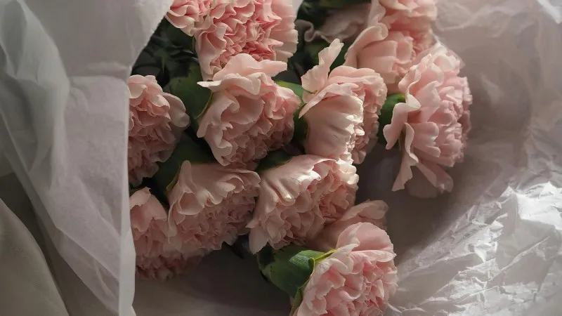 Bundle of pink Carnation flower blooms wrapped in white tissue paper.